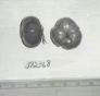 Click for 1 image(s) for this accession. FRUIT